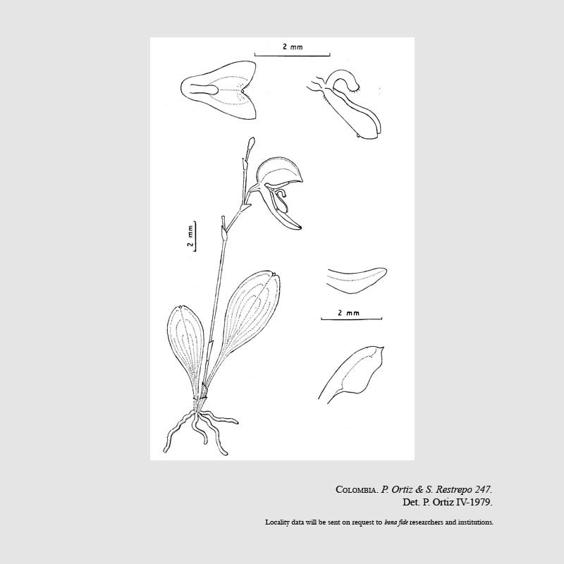Acostaea campylotyle